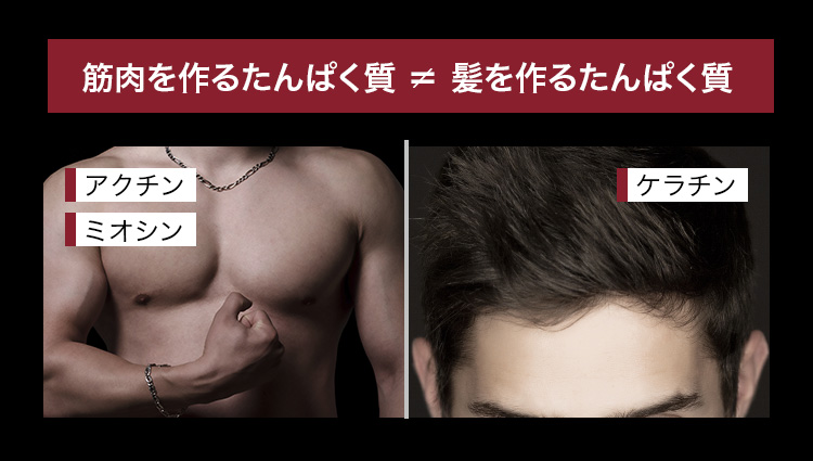 筋肉を作るたんぱく質 ≠ 髪を作るたんぱく質