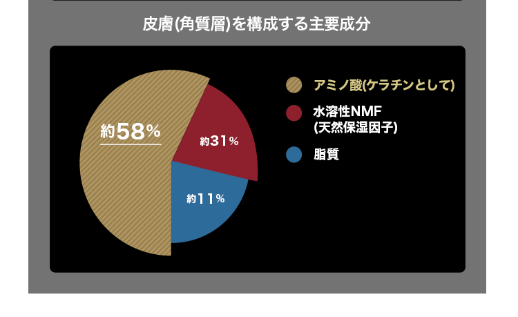 皮膚(角質層)を構成する主要成分 アミノ酸(ケラチンとして)約58% 水溶性NMF(天然保湿因子)約31% 脂質約11%