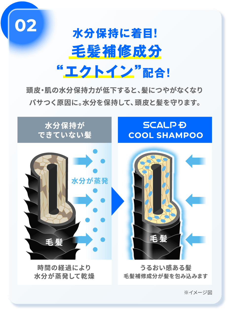 水分保持に着目！毛髪補修成分 “エクトイン” 配合！