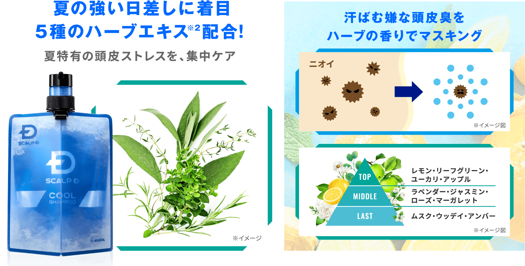 夏の強い日差しに着目 5種のハーブエキス※2配合！ 夏特有の頭皮ストレスを、集中ケア 汗ばむ嫌な頭皮臭をハーブの香りでマスキング
